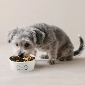 Disposable Free Samples Biodegradable Custom Pet Cat Dog Pattern Print Kraft Paper Bowls Food Water for Camping